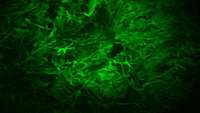 ستاد فرهنگسازی اقتصاد دانش بنیان BRAIN’S ASTROCYTES PLAY STARRING ROLE IN LONG-TERM MEMORY