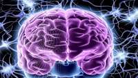 ستاد فرهنگسازی اقتصاد دانش بنیان Three types of cells help the brain tell day from night