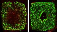 ستاد فرهنگسازی اقتصاد دانش بنیان Sacrificial ink-writing technique allows 3D printing of large, vascularized human organ building blocks