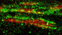 ستاد فرهنگسازی اقتصاد دانش بنیان Ultrastructure of Focal Adhesion Scaffold Unveiled in Human Pluripotent Stem Cells