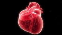 ستاد فرهنگسازی اقتصاد دانش بنیان Repairing damaged hearts with self-healing heart cells