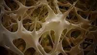 ستاد فرهنگسازی اقتصاد دانش بنیان Pregnant womens stem cells could treat osteoporosis, say scientists 