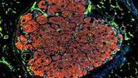 ستاد فرهنگسازی اقتصاد دانش بنیان Engineered liver tissue expands after transplant