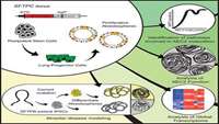 ستاد فرهنگسازی اقتصاد دانش بنیان Differentiation of Human Pluripotent Stem Cells into Functional Lung Alveolar Epithelial Cells