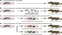 ستاد فرهنگسازی اقتصاد دانش بنیان Molecular Obstacles to Clinical Translation of iPSCs