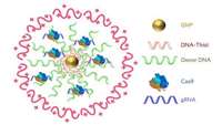 ستاد فرهنگسازی اقتصاد دانش بنیان CRISPR Nanoparticles Repair Duchenne Muscular Dystrophy Gene