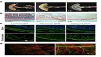 ستاد فرهنگسازی اقتصاد دانش بنیان Bioengineering of functional human induced pluripotent stem cell-derived intestinal grafts