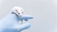 ستاد فرهنگسازی اقتصاد دانش بنیان Tiny Human Brain Organoids Implanted in Rodents