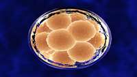 ستاد فرهنگسازی اقتصاد دانش بنیان Iranian researchers achievement in identifying key genes in the creation of embryonic stem cells