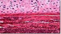 ستاد فرهنگسازی اقتصاد دانش بنیان Coculture of meniscus cells and mesenchymal stem cells in simulated microgravity