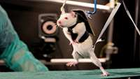 ستاد فرهنگسازی اقتصاد دانش بنیان Paraplegic Rats Walk and Regain Feeling After Stem Cell Treatment