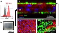 ستاد فرهنگسازی اقتصاد دانش بنیان Cardiopatch platform enables maturation and scale-up of human pluripotent stem cell-derived engineered heart tissues