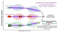 ستاد فرهنگسازی اقتصاد دانش بنیان Cell Type of Origin Dictates the Route to Pluripotency