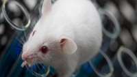 ستاد فرهنگسازی اقتصاد دانش بنیان Mouse model of human immune system inadequate for stem cell studies