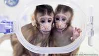 ستاد فرهنگسازی اقتصاد دانش بنیان Monkeys cloned in world first, scientists reveal