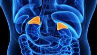 ستاد فرهنگسازی اقتصاد دانش بنیان The first step in generating an artificial adrenal gland