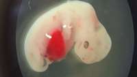 ستاد فرهنگسازی اقتصاد دانش بنیان Breakthrough as scientists grow sheep embryos containing human cells