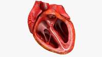 ستاد فرهنگسازی اقتصاد دانش بنیان Human Embryonic Stem Cells for Ischemic LV Dysfunction 