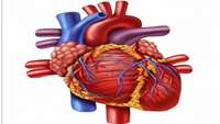 ستاد فرهنگسازی اقتصاد دانش بنیان Unlocking a cells potential to regenerate the heart