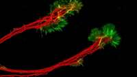 ستاد فرهنگسازی اقتصاد دانش بنیان Biologists use mini retinas to better understand connection between eye and brain