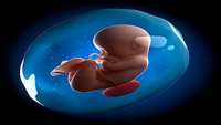 ستاد فرهنگسازی اقتصاد دانش بنیان Research shows that amniotic fluid contains stem cells of kidney origin