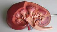 ستاد فرهنگسازی اقتصاد دانش بنیان Cell therapy could replace need for kidney transplants