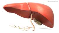 ستاد فرهنگسازی اقتصاد دانش بنیان Liver transplants could be redundant with discovery of new liver cell