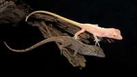 ستاد فرهنگسازی اقتصاد دانش بنیان ‘Game-changing’ gene edit turned this anole lizard into an albino