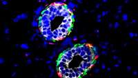 ستاد فرهنگسازی اقتصاد دانش بنیان Immune cell provides cradle for mammary stem cells