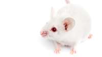 ستاد فرهنگسازی اقتصاد دانش بنیان CRISPR Gene Drive Used to Alter Mouse Coat Color