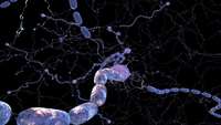 ستاد فرهنگسازی اقتصاد دانش بنیان Scientists uncover the role of a protein in production and survival of myelin-forming cells