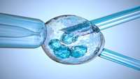 ستاد فرهنگسازی اقتصاد دانش بنیان Novel information about the effects of in vitro fertilization on embryonic growth