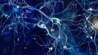 ستاد فرهنگسازی اقتصاد دانش بنیان Researchers find key players for building and repairing the brain