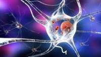 ستاد فرهنگسازی اقتصاد دانش بنیان    Defective glial cells can push neurons toward Parkinsons disease