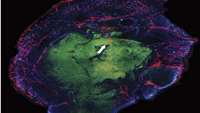 ستاد فرهنگسازی اقتصاد دانش بنیان Researchers grow capillaries with a neural organoid