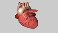 ستاد فرهنگسازی اقتصاد دانش بنیان Bioengineered human cardiac models spur disruptive innovation in disease research