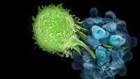 ستاد فرهنگسازی اقتصاد دانش بنیان First-of-its-kind research models immune responses in cellular immunotherapies