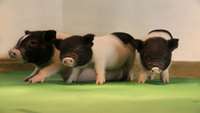 ستاد فرهنگسازی اقتصاد دانش بنیان Scientists are Getting Closer To Using Pig Organs For Human Transplants