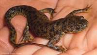 ستاد فرهنگسازی اقتصاد دانش بنیان Salamander genome gives clues about unique regenerative ability