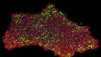 ستاد فرهنگسازی اقتصاد دانش بنیان New method for turning skin cells into pluripotent stem cells