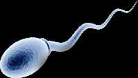 ستاد فرهنگسازی اقتصاد دانش بنیان How men continually produce sperm  and how that discovery could help treat infertility