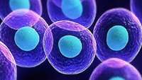 ستاد فرهنگسازی اقتصاد دانش بنیان Humans have 10 Times more blood-making Stem Cells than Previously Thought