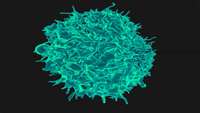 ستاد فرهنگسازی اقتصاد دانش بنیان    New insights into how an ordinary stem cell becomes a powerful immune agent