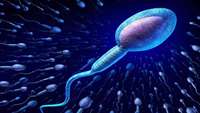 ستاد فرهنگسازی اقتصاد دانش بنیان Study tests potential solution for male infertility