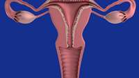 ستاد فرهنگسازی اقتصاد دانش بنیان New study takes first step toward treating endometriosis