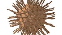 ستاد فرهنگسازی اقتصاد دانش بنیان Scientists engineer a virus to take out cancer cells and their accomplices