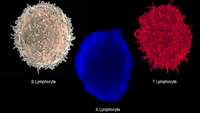 ستاد فرهنگسازی اقتصاد دانش بنیان Novel Type of Immune Cell Discovered in Type 1 Diabetes Patients